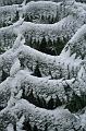 Snow on tree ferns, Sassafras IMG_7675